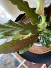 Goeppertia rufibarba