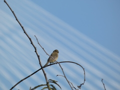Sporophila caerulescens