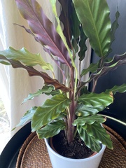 Goeppertia rufibarba