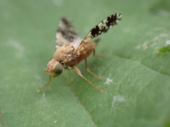 Tephritis conura