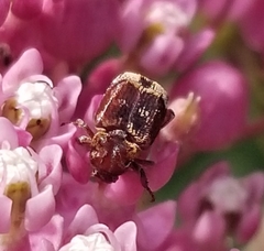 Valgus canaliculatus