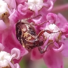 Valgus canaliculatus