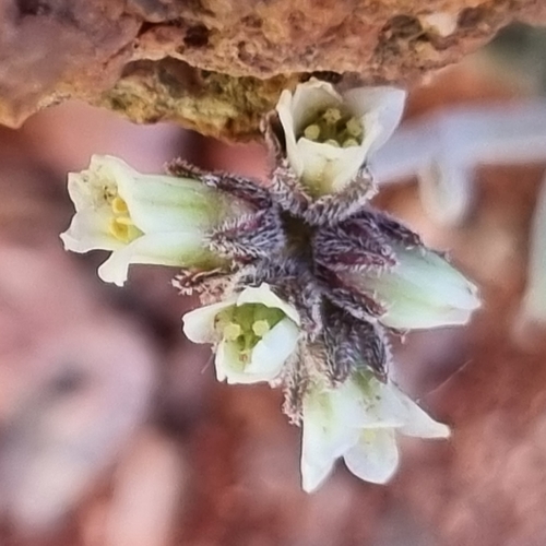 Crassula ausensis