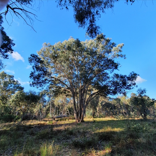 Eucalyptus polyanthemos
