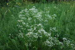 Eremogone longifolia