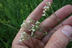 Eremogone longifolia