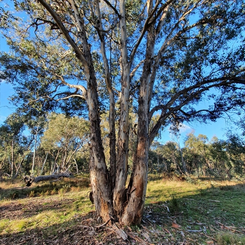 Eucalyptus polyanthemos