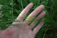 Eremogone longifolia