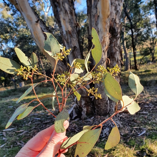 Eucalyptus polyanthemos