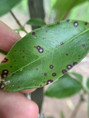 Mycosphaerella colorata colorata