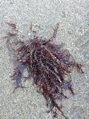 Chondracanthus chamissoi