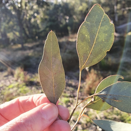 Eucalyptus polyanthemos