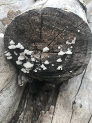Schizophyllum commune
