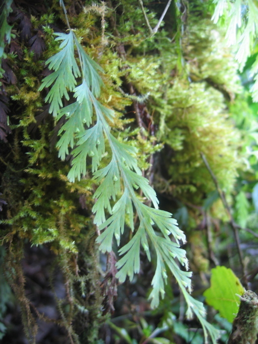 Hymenophyllum pallidum (Hymenophyllum pallidum)