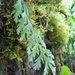 Hymenophyllum pallidum - Photo (c) 2006 Moorea Biocode, algunos derechos reservados (CC BY-NC-SA)