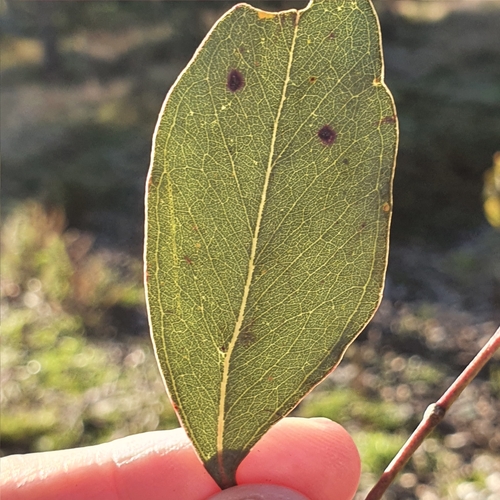Eucalyptus polyanthemos