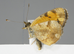 Phyciodes tharos orantain