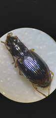Bembidion iridescens