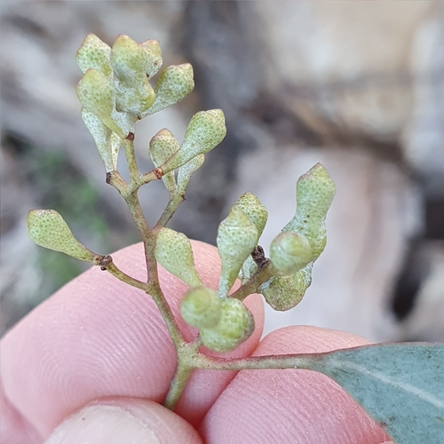 Eucalyptus polyanthemos