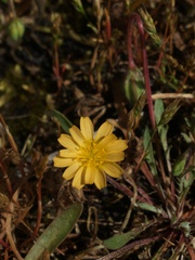 Microseris bigelovii