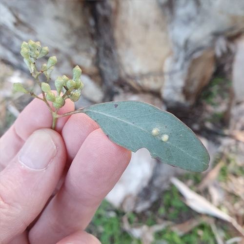 Eucalyptus polyanthemos