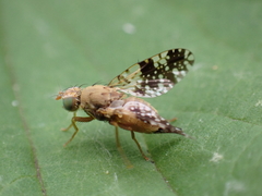 Tephritis conura