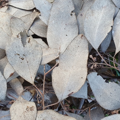 Eucalyptus polyanthemos