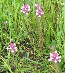 Orthocarpus bracteosus