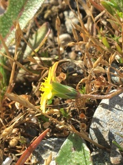 Microseris bigelovii