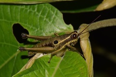 Ommatolampis perspicillata