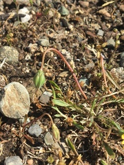 Microseris bigelovii