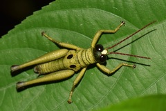 Ommatolampis perspicillata