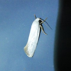 Xylorycta assimilis