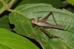 Eneoptera surinamensis