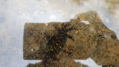 Pachygrapsus socius