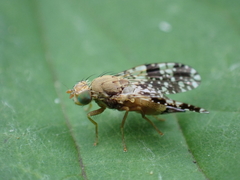 Tephritis conura