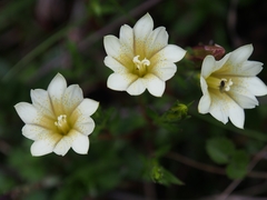 Gentiana scabrida