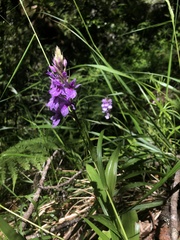 Dactylorhiza foliosa image