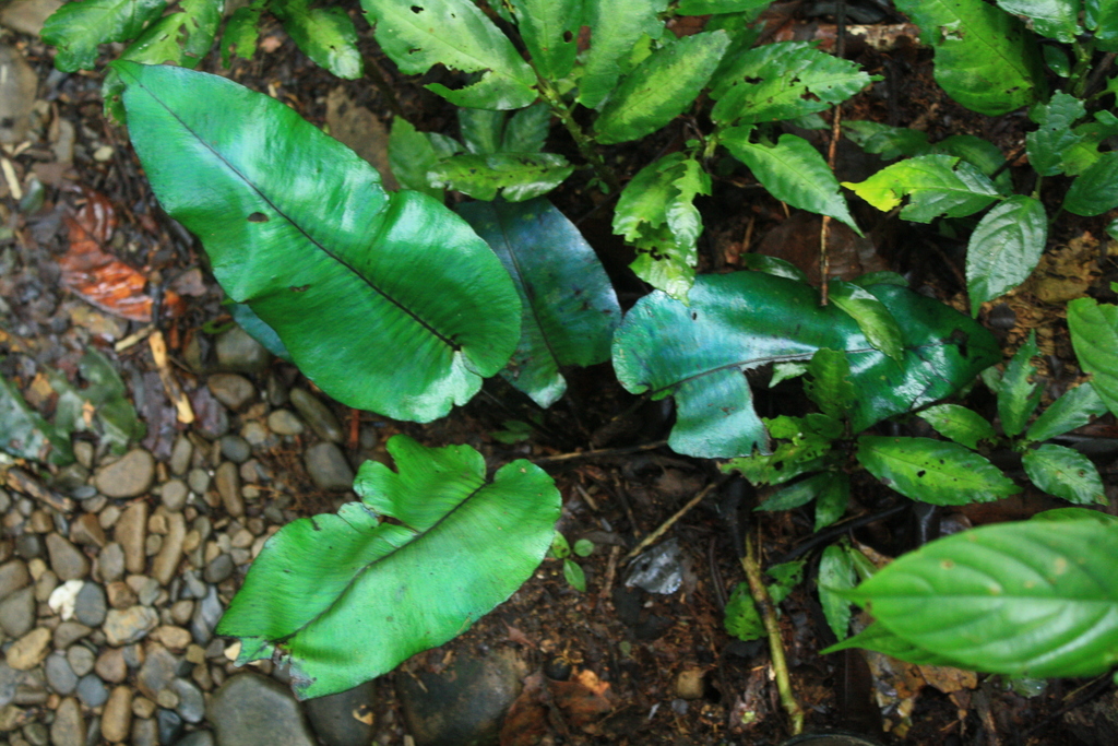 Diplazium cordifolium (Diplazium cordifolium)