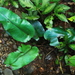 Diplazium cordifolium - Photo (c) Clivid, algunos derechos reservados (CC BY-ND)