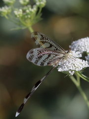 Nemoptera aegyptiaca