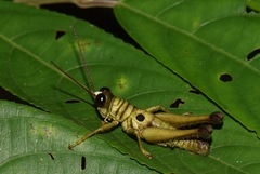 Ommatolampis perspicillata