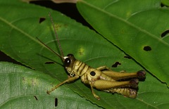 Ommatolampis perspicillata