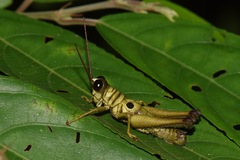 Ommatolampis perspicillata