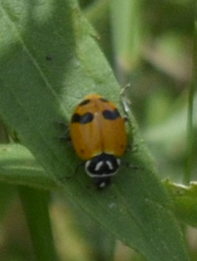 Hippodamia glacialis