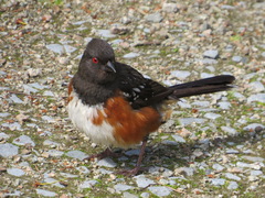Pipilo maculatus oregonus