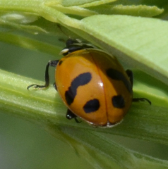 Hippodamia glacialis