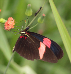 Heliconius erato hydara
