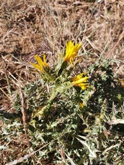 Scolymus grandiflorus