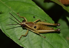 Ommatolampis perspicillata